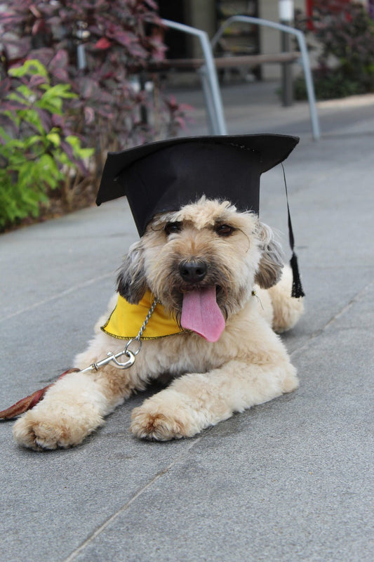A happy dog in a graduation cap