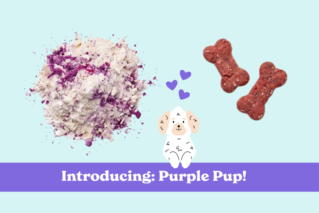 Purple Pup Spotlight!