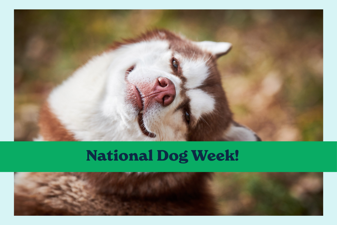 National Dog Week: Second Chances, Twice Over