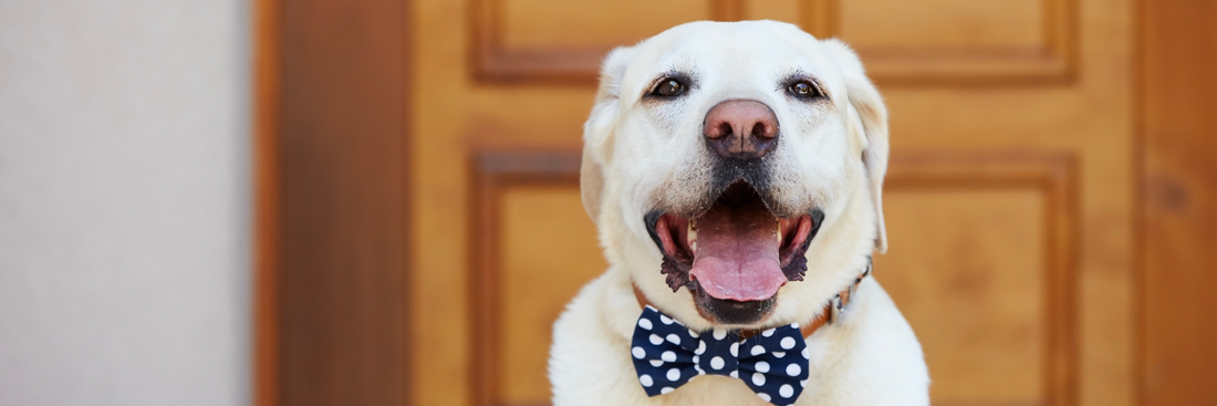 The Best Gifts for Dog Lovers (That Aren't Another Boring Bag of Treats)
