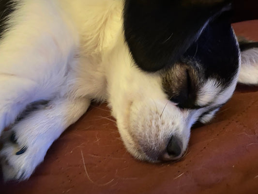 Vegan Dog Treats: Do They Actually Work? (An Honest Answer)